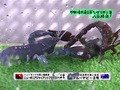 世界最強虫王決定戦第四弾 バラエティ動画 ビデックスjp