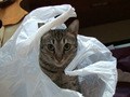 Ｃａｔ　Ｈｅａｌｉｎｇ　ねこちゃんといっしょ　こねこ　なかま編