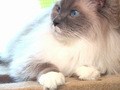 Ｃａｔ　Ｈｅａｌｉｎｇ　ねこちゃんといっしょ　こねこ　なかま編