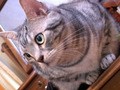Ｃａｔ　Ｈｅａｌｉｎｇ　ねこちゃんといっしょ　こねこ　なかま編