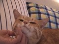 Ｃａｔ　Ｈｅａｌｉｎｇ　ねこちゃんといっしょ　こねこ　なかま編