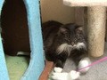 Ｃａｔ　Ｈｅａｌｉｎｇ　ねこちゃんといっしょ　こねこ　アクション編