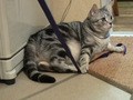 Ｃａｔ　Ｈｅａｌｉｎｇ　ねこちゃんといっしょ　こねこ　アクション編
