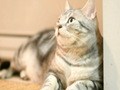 Ｃａｔ　Ｈｅａｌｉｎｇ　ねこちゃんといっしょ　こねこ　アクション編