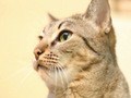 Ｃａｔ　Ｈｅａｌｉｎｇ　ねこちゃんといっしょ　こねこ　アクション編