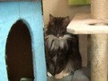Ｃａｔ　Ｈｅａｌｉｎｇ　ねこちゃんといっしょ　こねこ　わんぱく編