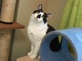 Ｃａｔ　Ｈｅａｌｉｎｇ　ねこちゃんといっしょ　こねこ　わんぱく編