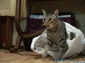 Ｃａｔ　Ｈｅａｌｉｎｇ　ねこちゃんといっしょ　こねこ　わんぱく編