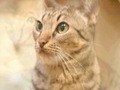 Ｃａｔ　Ｈｅａｌｉｎｇ　ねこちゃんといっしょ　こねこ　わんぱく編