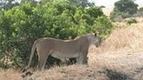 ビバ！アフリカ　サバイバルハンティング