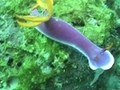 海洋紀行　竜宮城めぐり　珊瑚礁のワルツ