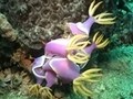 海洋紀行　竜宮城めぐり　原色の生き物たち