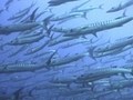 海洋紀行　竜宮城めぐり　巨大魚群と海の大物たち