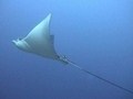 海洋紀行　竜宮城めぐり　巨大魚群と海の大物たち