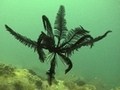 海洋紀行　竜宮城めぐり　海中クライマックス