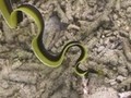 海洋紀行　竜宮城めぐり　海中クライマックス