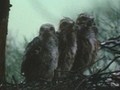野生の王国　サシバ　海を渡るタカ