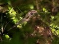野生の王国　クロウサギの島　奄美の希少動物たち