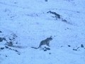 野生の王国　雪豹　Snow Leopard