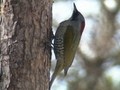 野生の王国　富士山麓　野鳥たちの詩