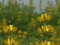 花紀行　四国・九州・沖縄