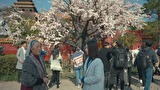 宮廷の茗薇＜めいび＞ ～時をかける恋　第４話　杏の花の想い