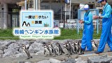 一度は行きたい水族館 長崎ペンギン水族館