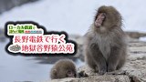 ローカル鉄道で訪れたい場所 長野電鉄で行く地獄谷野猿公苑