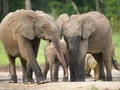 アフリカ・知られざるゾウの秘密（ナチュラル・ワールド）