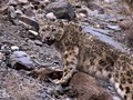 ヒマラヤの神秘・幻のユキヒョウに迫る（ナチュラル・ワールド）