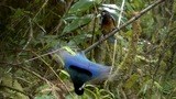 極楽鳥～南の島の伝統と保護～（ナチュラル・ワールド）