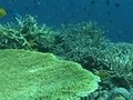 海洋紀行　竜宮城めぐり　珊瑚礁のワルツ