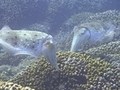 海洋紀行　竜宮城めぐり　海中クライマックス