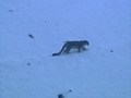 野生の王国　雪豹　Snow Leopard