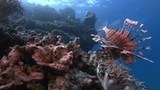 ｖｉｒｔｕａｌ　ｔｒｉｐ　グレートバリアリーフ　ダイビングビュー