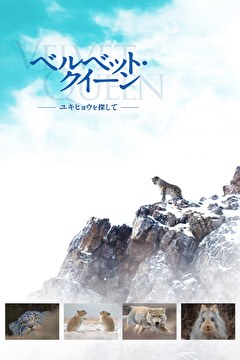 ベルベット・クイーン　ユキヒョウを探して