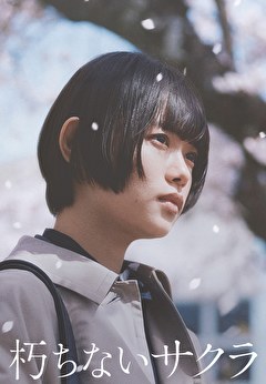 朽ちないサクラ