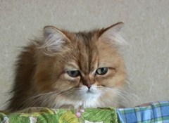 Ｃａｔ　Ｈｅａｌｉｎｇ　ねこちゃんといっしょ　こねこ　おやすみ編