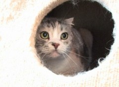 Ｃａｔ　Ｈｅａｌｉｎｇ　ねこちゃんといっしょ　こねこ　なかま編