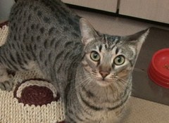 Ｃａｔ　Ｈｅａｌｉｎｇ　ねこちゃんといっしょ　こねこ　やんちゃ編