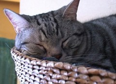 Ｃａｔ　Ｈｅａｌｉｎｇ　ねこちゃんといっしょ　こねこ　おねんね編