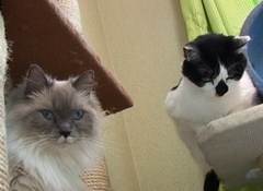 Ｃａｔ　Ｈｅａｌｉｎｇ　ねこちゃんといっしょ　こねこ　ゆかい編