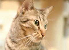 Ｃａｔ　Ｈｅａｌｉｎｇ　ねこちゃんといっしょ　こねこ　わんぱく編