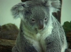 ゆかいなどうぶつたち　りくのおともだち～コアラ、カンガルー、ワラビー～