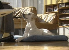ワンちゃんとおでかけ