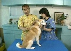 Ｄｒ．イシノのわんこマッサージ
