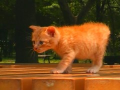ねこがみるビデオ／ネコだけ！